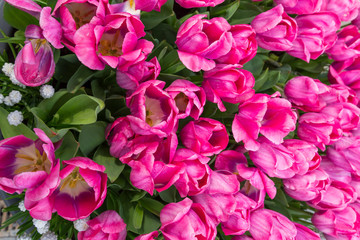 Top view of Tulips. Bunch of Pink with white in the center Tulip. Blooming mixture of white and purple tulips.