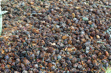 Ground covered with pine cones. Pine cone background.