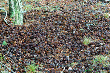 Ground covered with pine cones. Pine cone background.