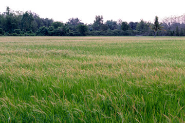 Fototapeta premium Beautiful weed grass landscape early in the morning.