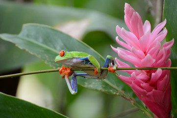 Red-eyed Tree Frog