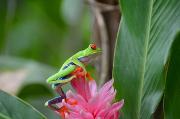 Red-eyed Tree Frog