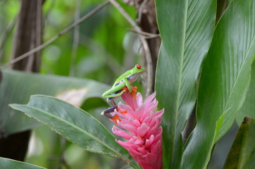 Red-eyed Tree Frog
