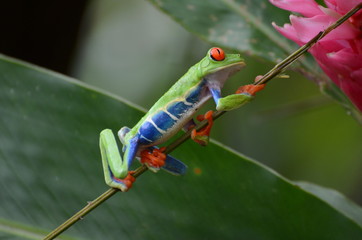 Red-eyed Tree Frog