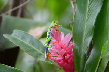 Red-eyed Tree Frog