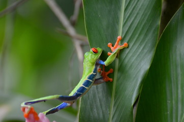 Red-eyed Tree Frog