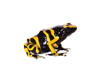 The bumblebee poison dart frog on white