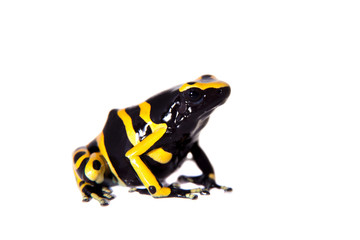 Naklejka premium The bumblebee poison dart frog on white