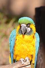 ルリコンゴウインコ