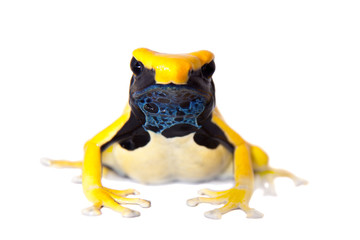Fototapeta premium Regina Dyeing Poison dart frogling, Dendrobates tinctorius, on white