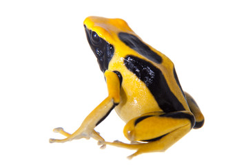 Regina Dyeing Poison dart frogling, Dendrobates tinctorius, on white
