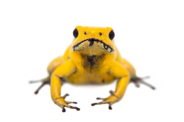 Zelfklevend Fotobehang Kikker The golden poison frog