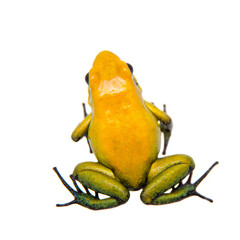 Naklejka premium Black-legged poison frog on white