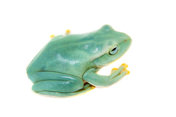 Giant Feae flying tree frog on white