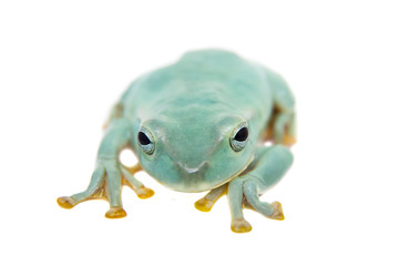 Giant Feae flying tree frog on white