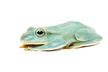 Giant Feae flying tree frog on white