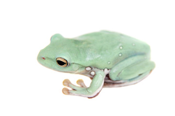 Giant Denny's whipping frog isolated on white