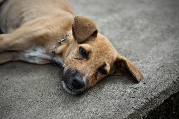 Obraz premium dormir