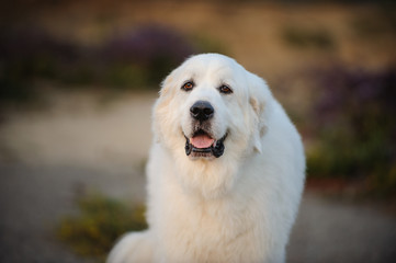 Great Pyrenees dog outdoor portrait in nature