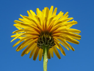 Wild Flower (Reichardia picroides)