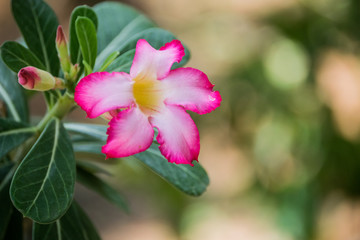 Desert rose plant - Adenium obesum