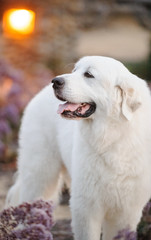 Great Pyrenees dog outdoor portrait standing in field of purple flowers with sun