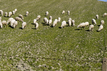 sheep grazing on a hillside meadow in Calabria