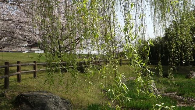 風に揺れる柳の枝、春の風景