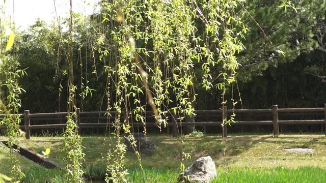 風に揺れる柳の枝、春の風景