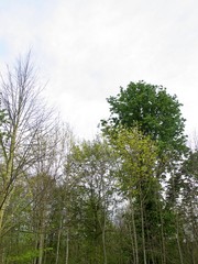 Bois de Boulogne/Paris,France