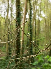 Bois de Boulogne/Paris,France