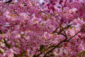 Obraz premium Kirsche