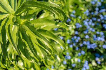 Obraz premium Blumen