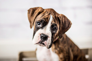 Adorable Boxer Puppy © MeganBetteridge