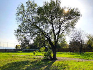 Obraz premium Spring weather, sunny sky, blossom trees in the village.