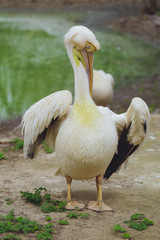 One Pelican bird