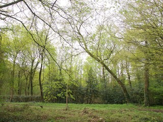 Bois de Boulogne