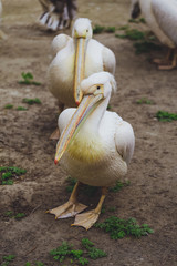 Two Pelican Birds