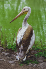 One Pelican bird