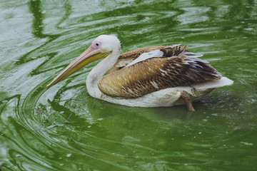 One Pelican bird