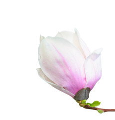 Fototapeta na wymiar Magnolia flower with rain drops