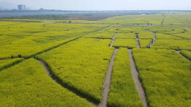 Yuchae Canola Flower Festival in Nakdong river, Busan, South Korea, Asia when Apr-11-2018