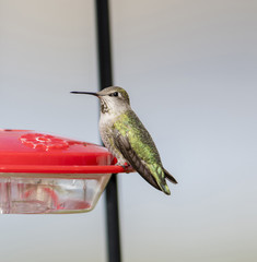 Wild Female Anna's Hummingbird at a Feeder