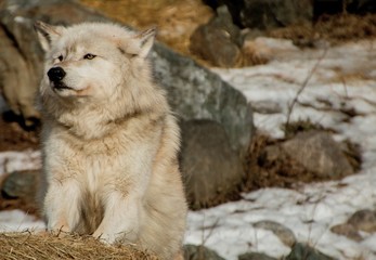 Fototapeta premium The International Wolf Center in Ely, Minnesota houses several Great Wolves