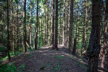 Obraz premium Coniferous forest in a hilly area 