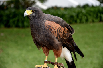 Harris Hawk in the grounds of a luxury Hotel in Funchal Madeira Portugal.She is trained to scare off feral pigeons and seagulls. Her handler carries her on a leather glove and she is quite tame 