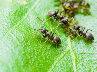 Ant and Aphid Colony on Green Leaf