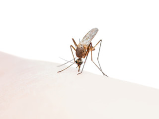 Yellow Fever, Malaria or Zika Virus Infected Mosquito Insect Bite Isolated on White