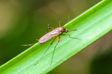 Yellow Fever, Malaria or Zika Virus Infected Mosquito Insect Macro on Green Background