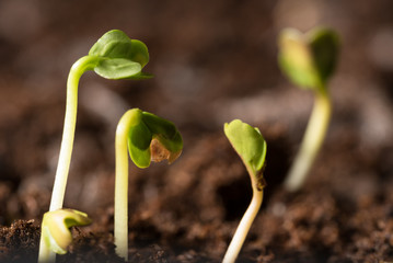 Radish Seedlings